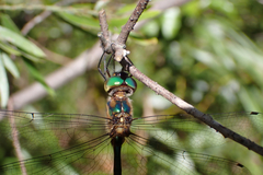 Hemicordulia continentalis