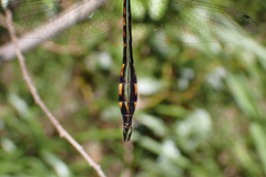 Hemicordulia continentalis