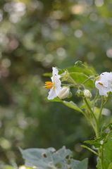 Solanum bonariense
