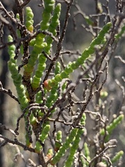 Allenrolfea occidentalis