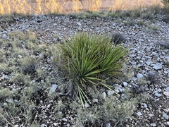 Yucca reverchonii