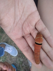 Papilio multicaudata multicaudata