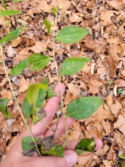Lithospermum latifolium