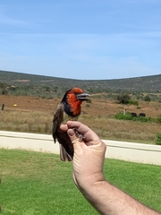 Lybius torquatus torquatus