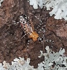 Pselliopus cinctus