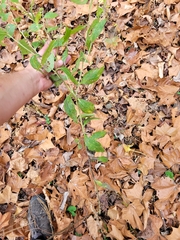 Lithospermum latifolium
