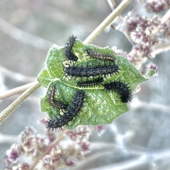 Chlosyne californica