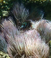 Heteractis crispa