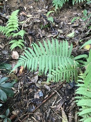 Christella parasitica