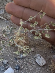 Eriogonum viridescens