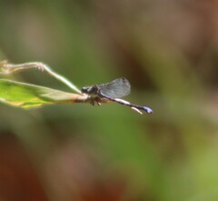 Argia immunda