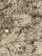 Eriogonum viridescens