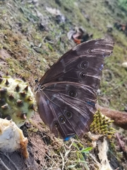 Morpho menelaus