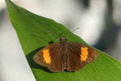 Koruthaialos rubecula