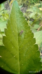 Agalliina