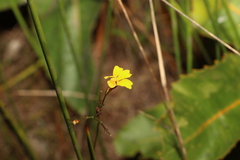 Goodenia stelligera