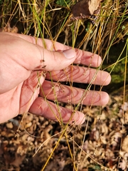 Carex rosea