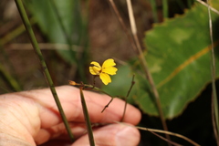 Goodenia stelligera