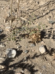 Eriogonum viridescens