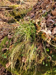 Carex rosea