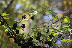 Smilax tamnoides
