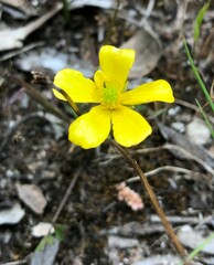 Ranunculus lappaceus
