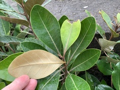 Planchonella obovata