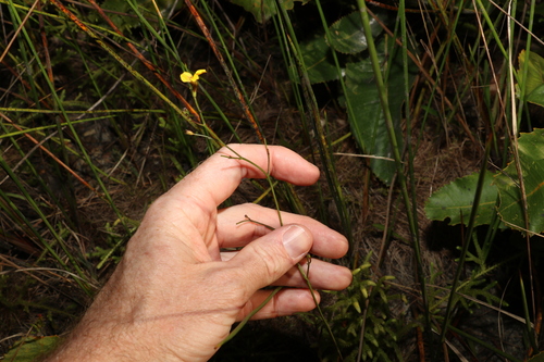 Image of Goodenia stelligera by (c) Greg Tasney, some rights reserved (CC BY-SA)