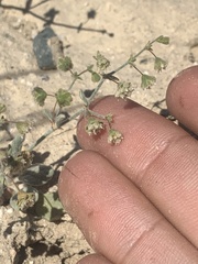 Eriogonum viridescens