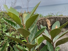 Planchonella obovata