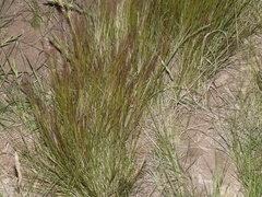 Aristida trachyantha