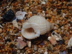 Nassarius conoidalis