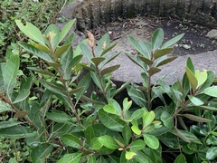 Planchonella obovata