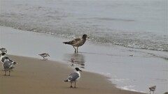 Larus belcheri