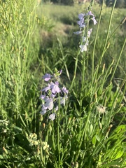 Nuttallanthus canadensis