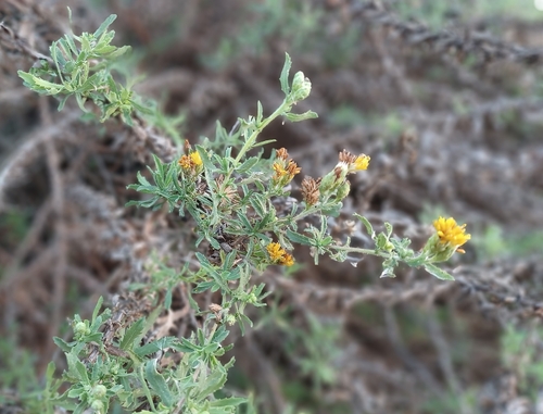 iNaturalist observation photo of Coastal Goldenbush