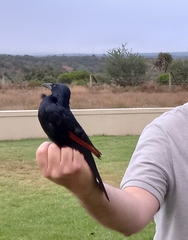 Onychognathus morio morio