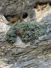 Petrophytum caespitosum