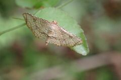Hypolamprus gangaba