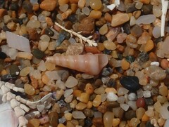 Colpospira guillaumei