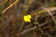 Goodenia stelligera