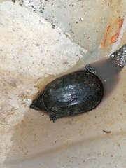 Claudius angustatus