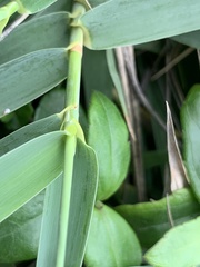Arundo formosana