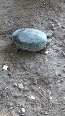 Claudius angustatus