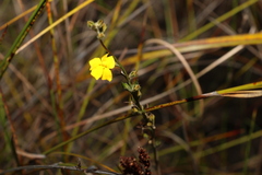 Goodenia stelligera