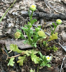 Brachyscome goniocarpa