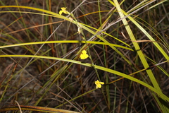 Goodenia stelligera