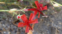 Ipomopsis tenuifolia