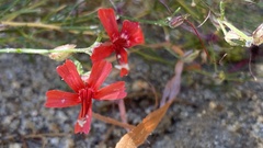Ipomopsis tenuifolia