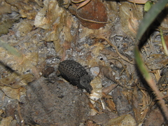 Scotobius pilularius